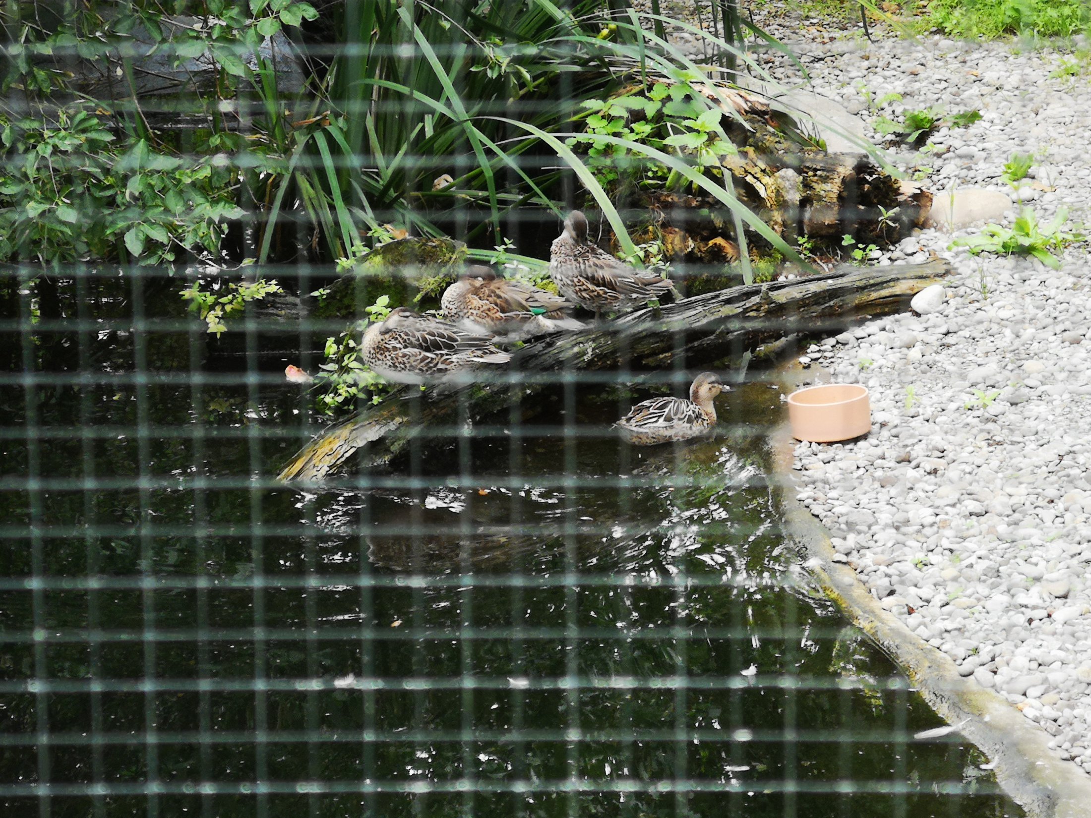 Vogelwarte Sempach
