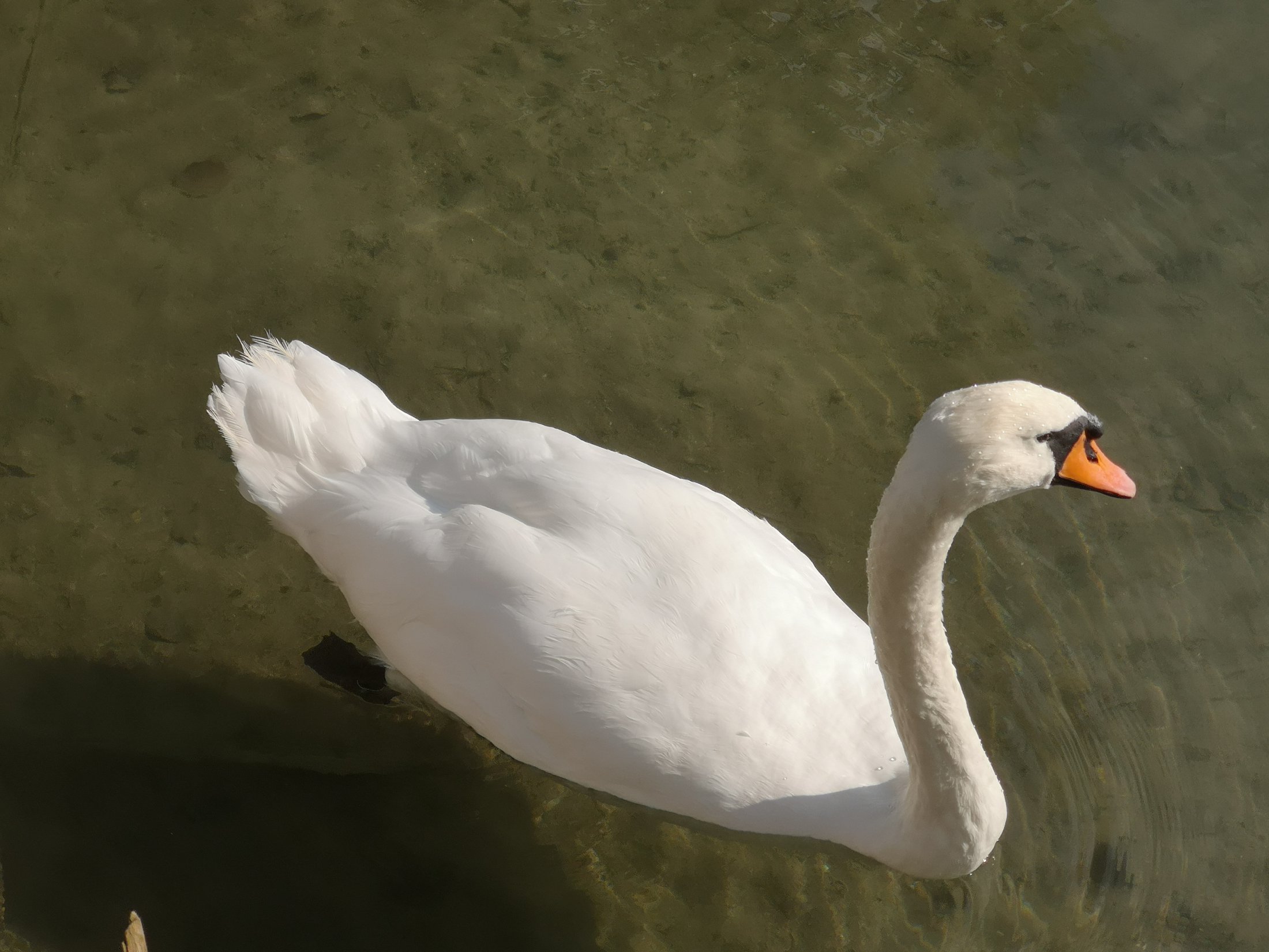 Hallwilersee