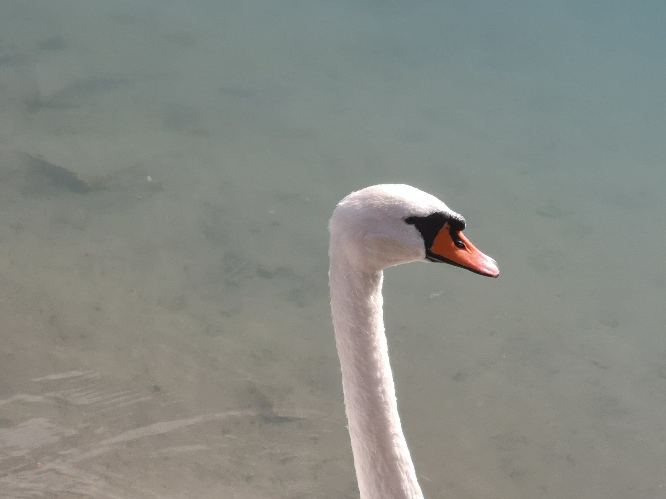 Hallwilersee