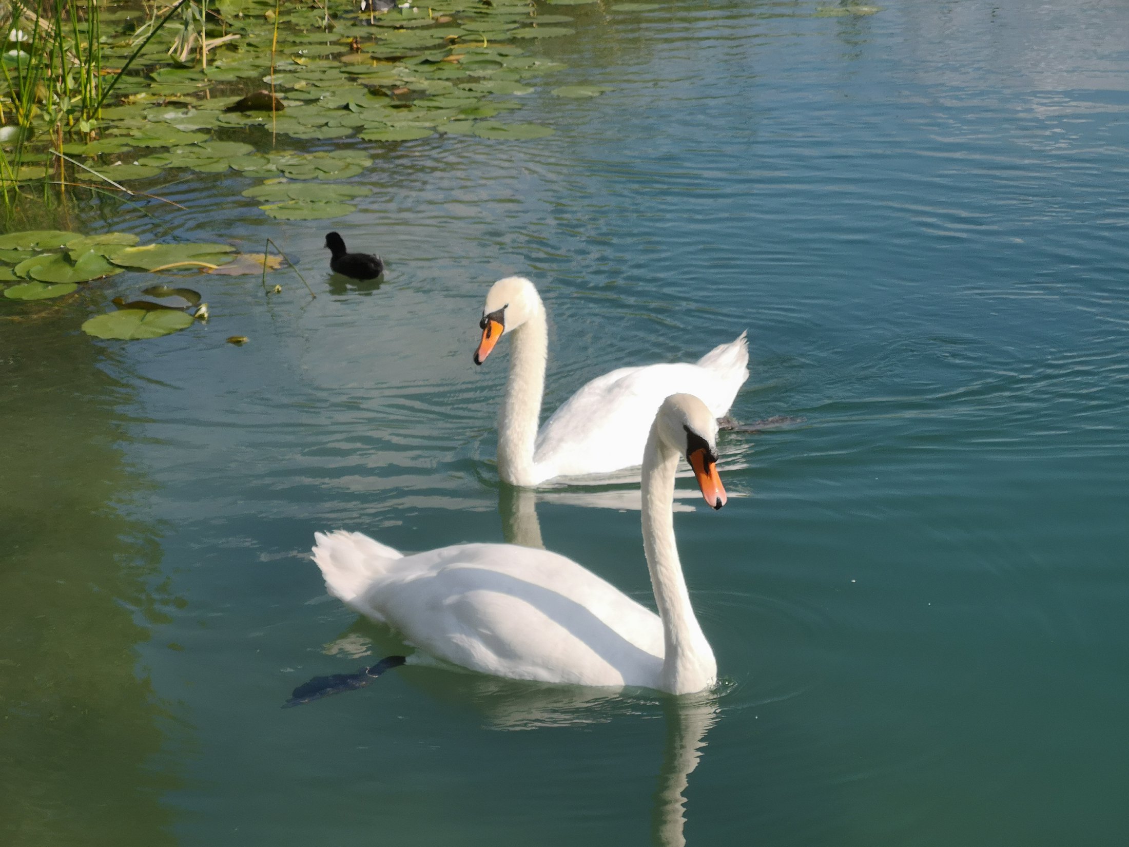Hallwilersee