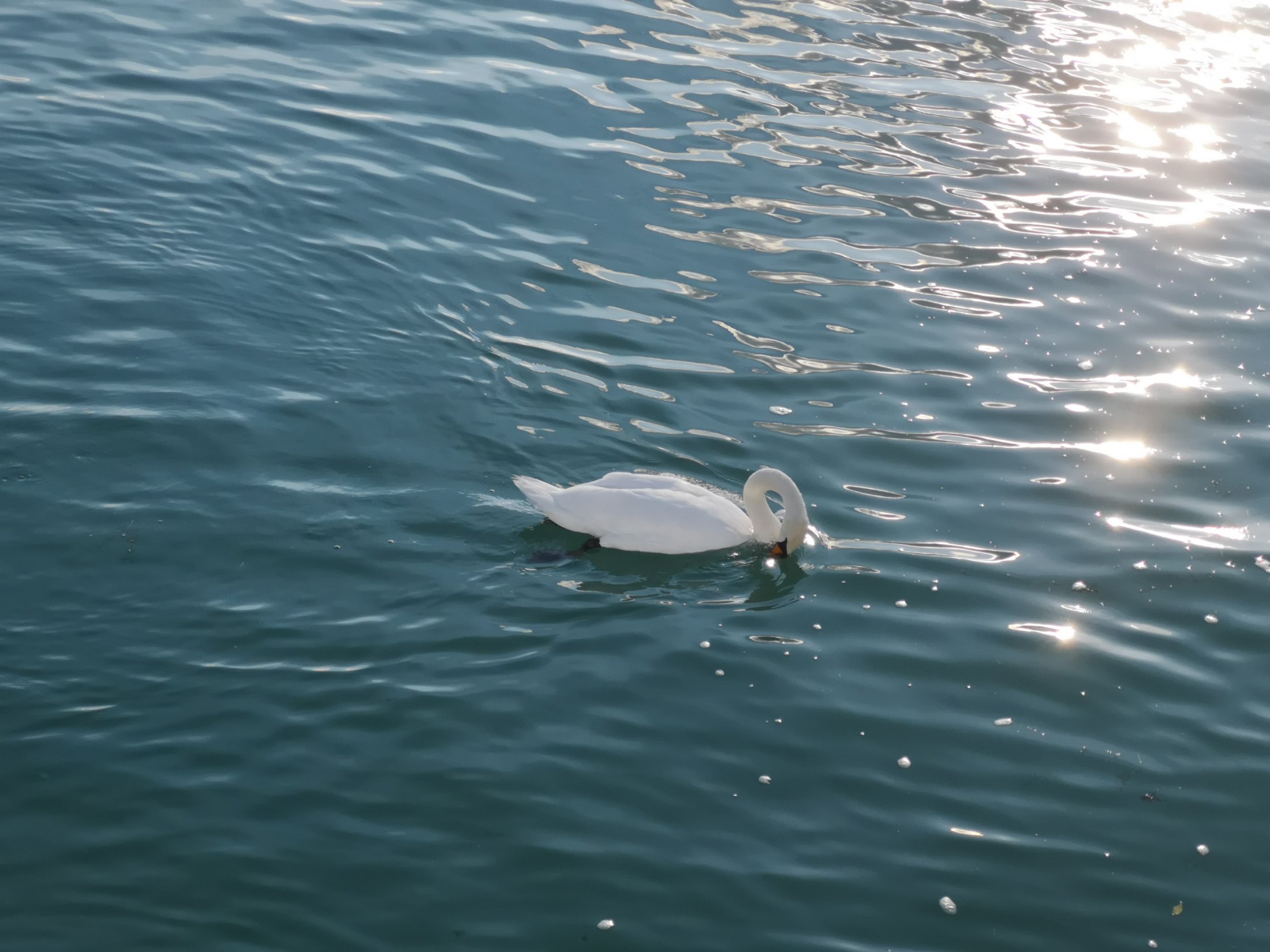 Hallwilersee